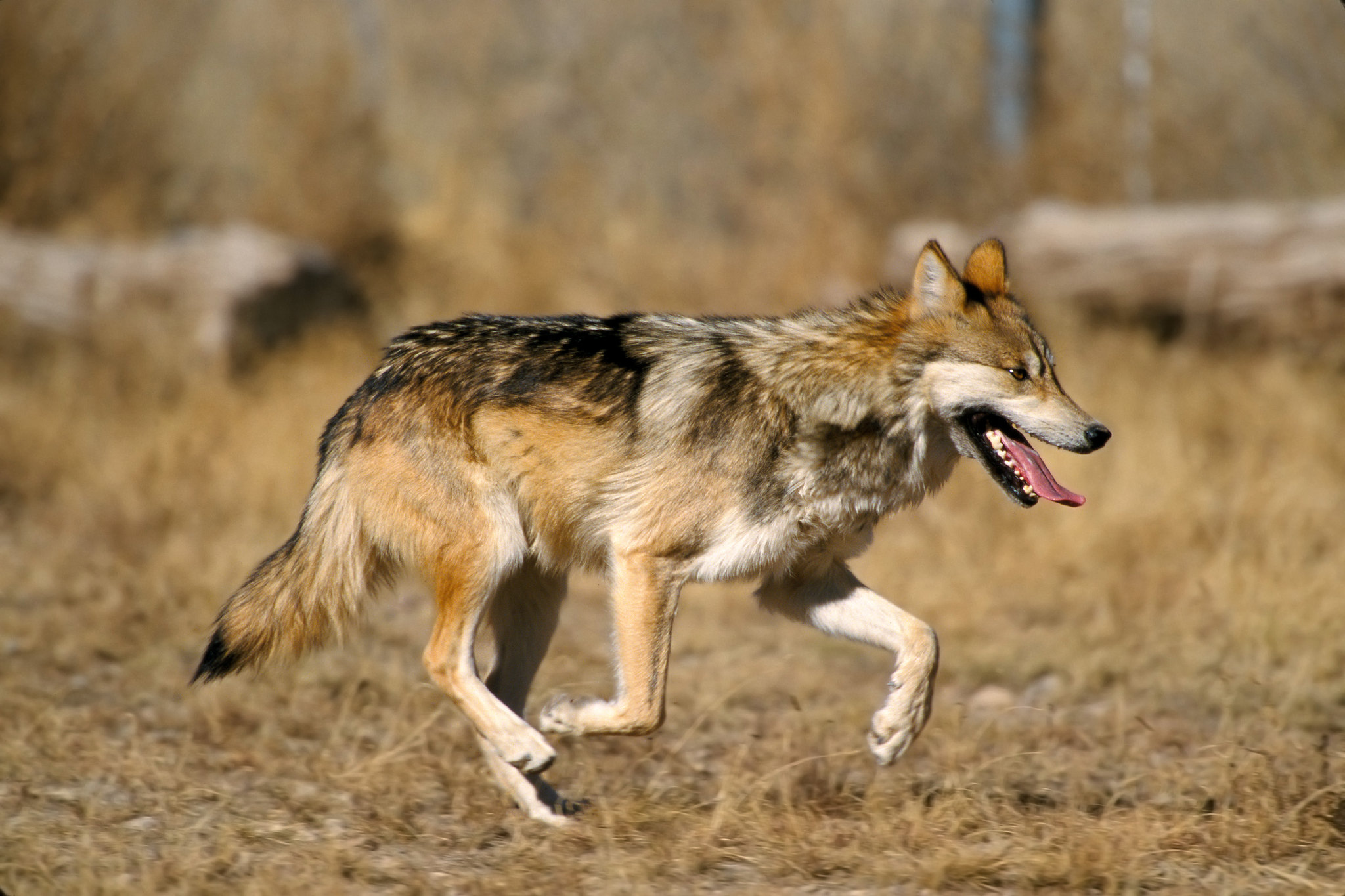 Wild lobos should be allowed to roam free - Environmental Action