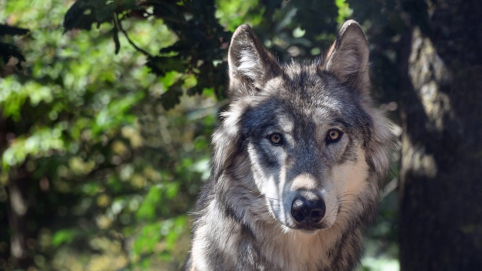 Support our work to save Idaho's wolves - Environmental Action